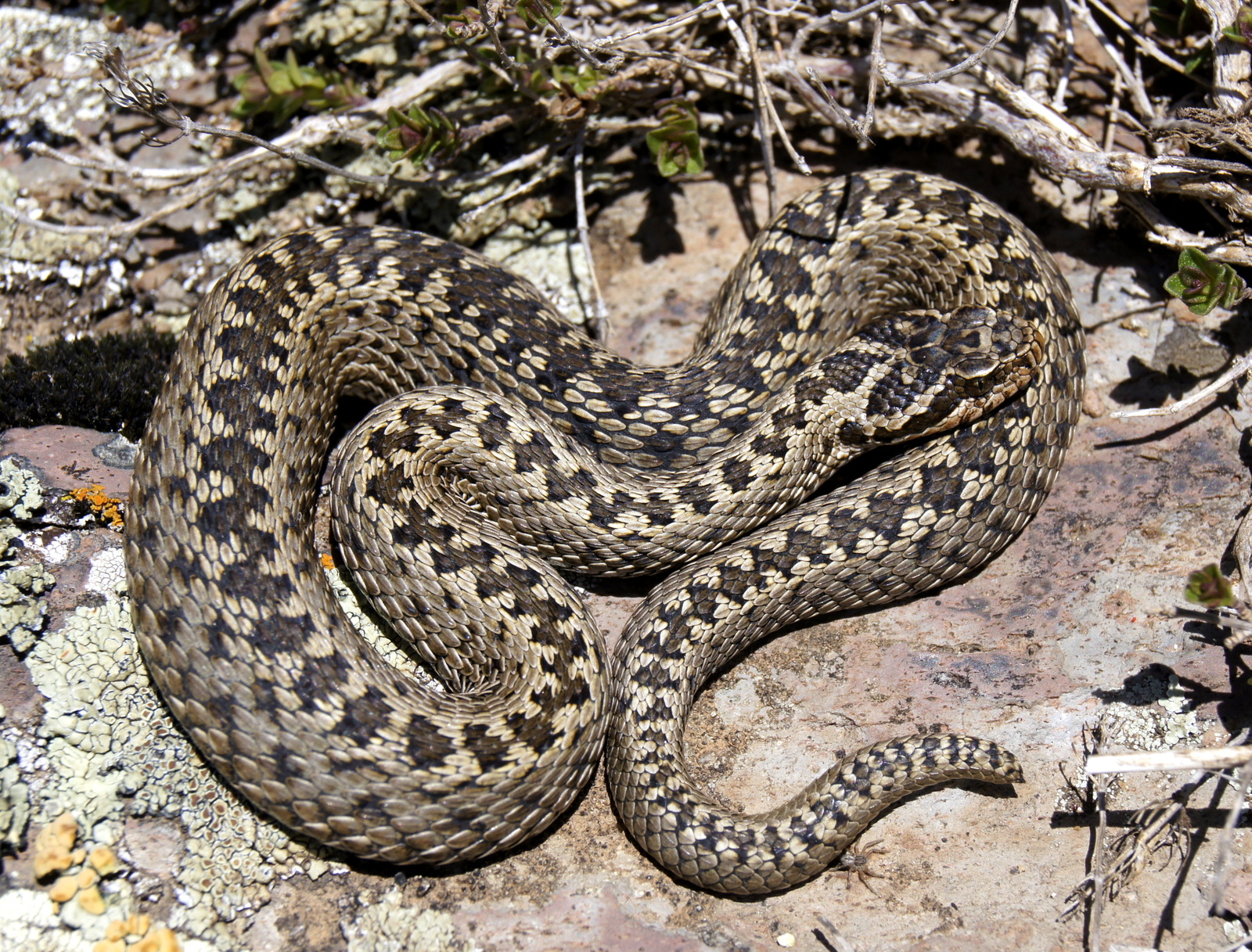 Southern Steppe Viper (Vipera renardi eriwanensis), Kars Province, Turkey (3)